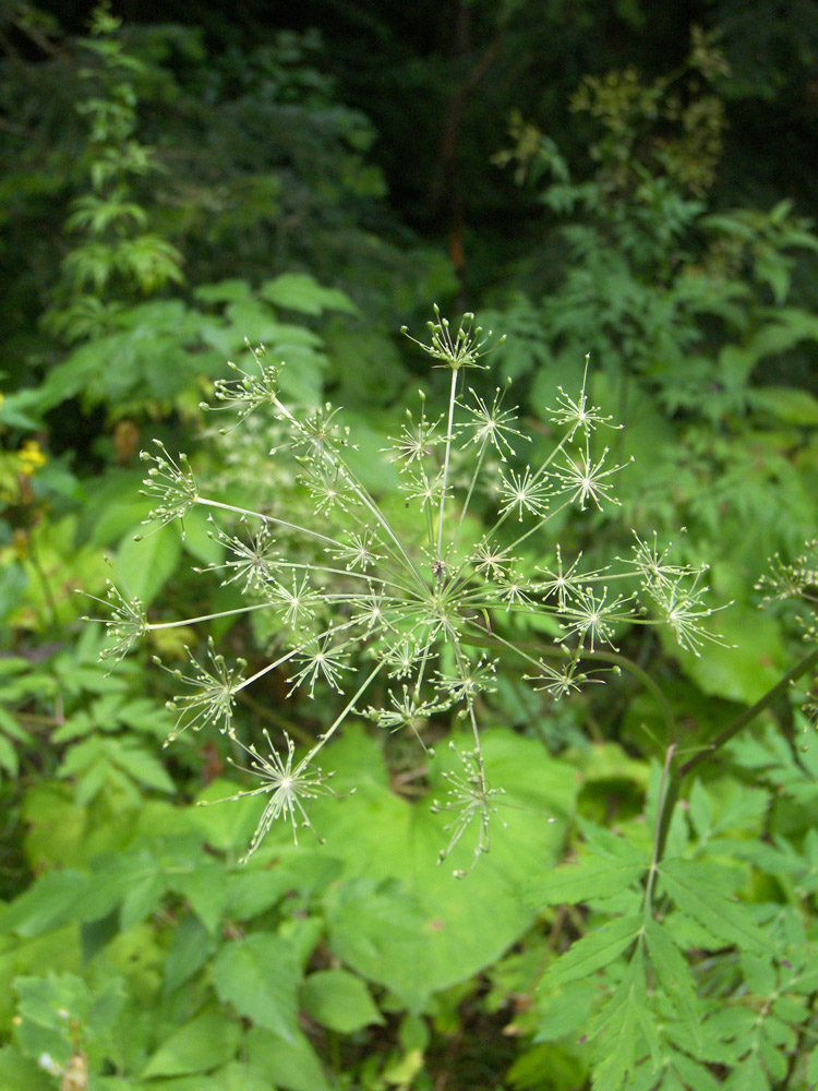 Image of Tamamschjanella rubella specimen.