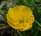 Ranunculus crassifolius. Махровый цветок. Краснодарский край, хр. Аибга, субальпийский луг, ≈ 2400 м н.у.м. 02.07.2015.