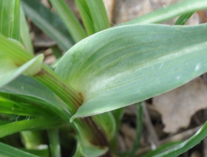 Image of genus Tragopogon specimen.