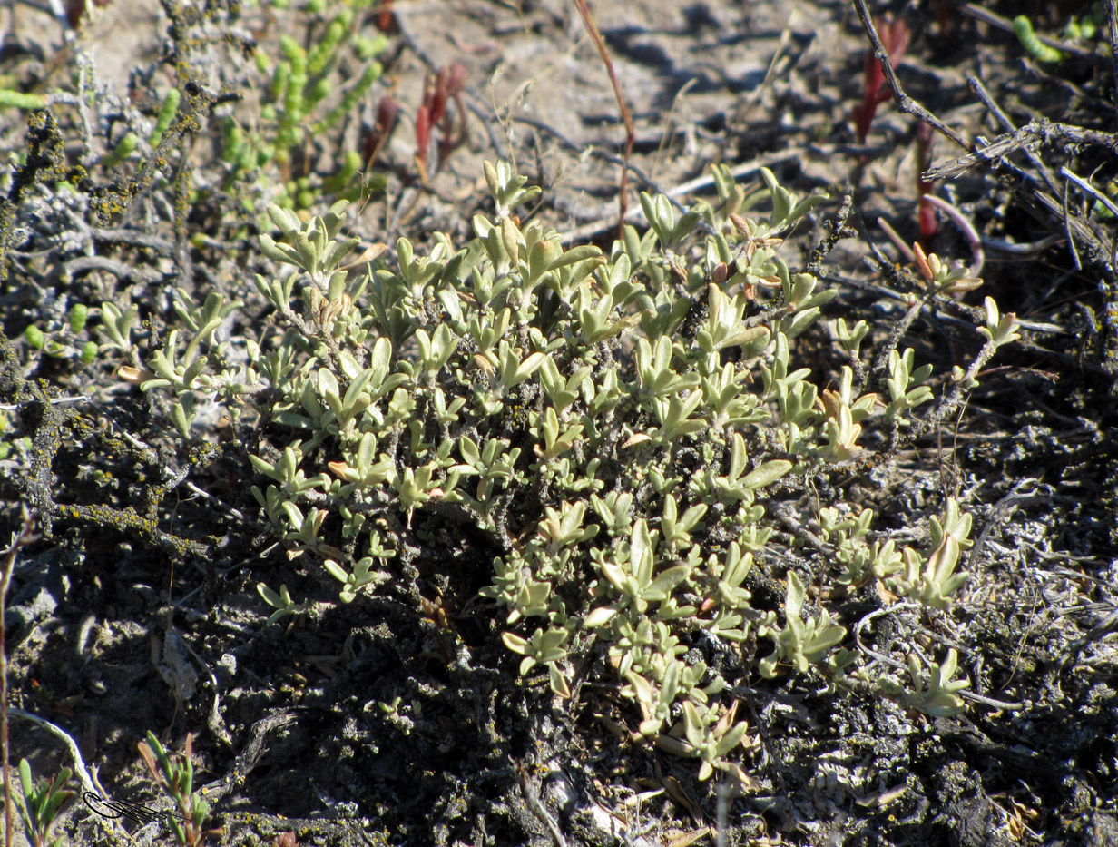 Image of Atriplex cana specimen.