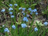 Myosotis imitata. Верхушки цветущих растений. Иркутская обл., Иркутский р-н, окр. с. Пивовариха. 30.05.2014.