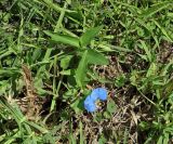 Commelina erecta