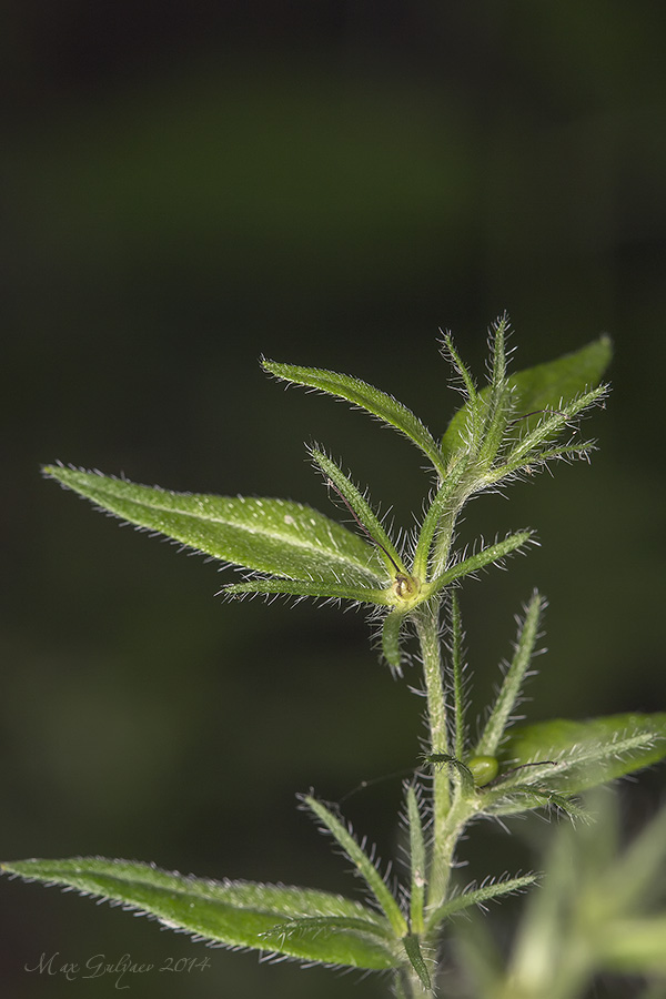 Image of Aegonychon purpureocaeruleum specimen.