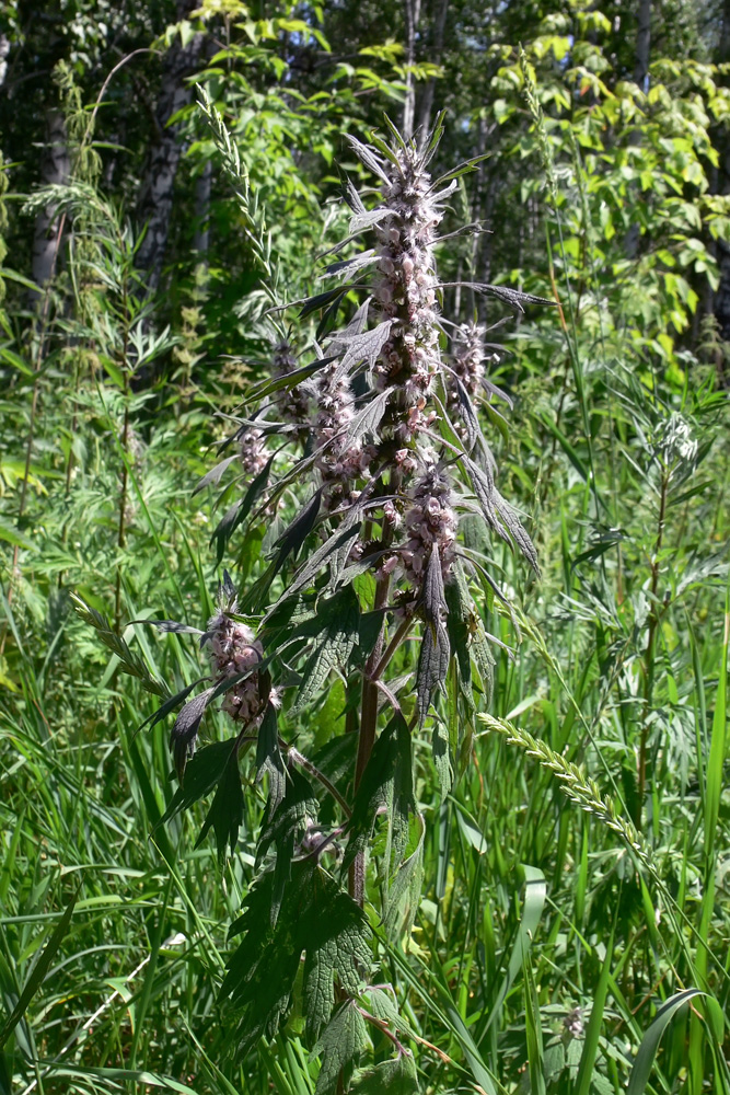 Изображение особи Leonurus quinquelobatus.