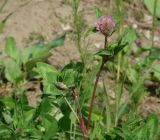 Trifolium pratense. Верхушка цветущего растения. Иркутская обл., Иркутский р-н, западнее с. Максимовщина, обочина дороги. 25.06.2015.