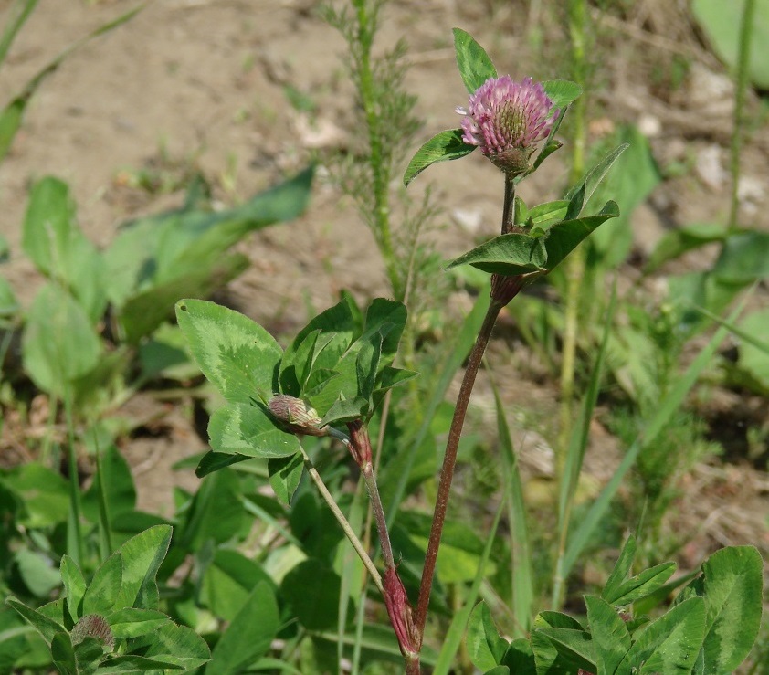 Image of Trifolium pratense specimen.