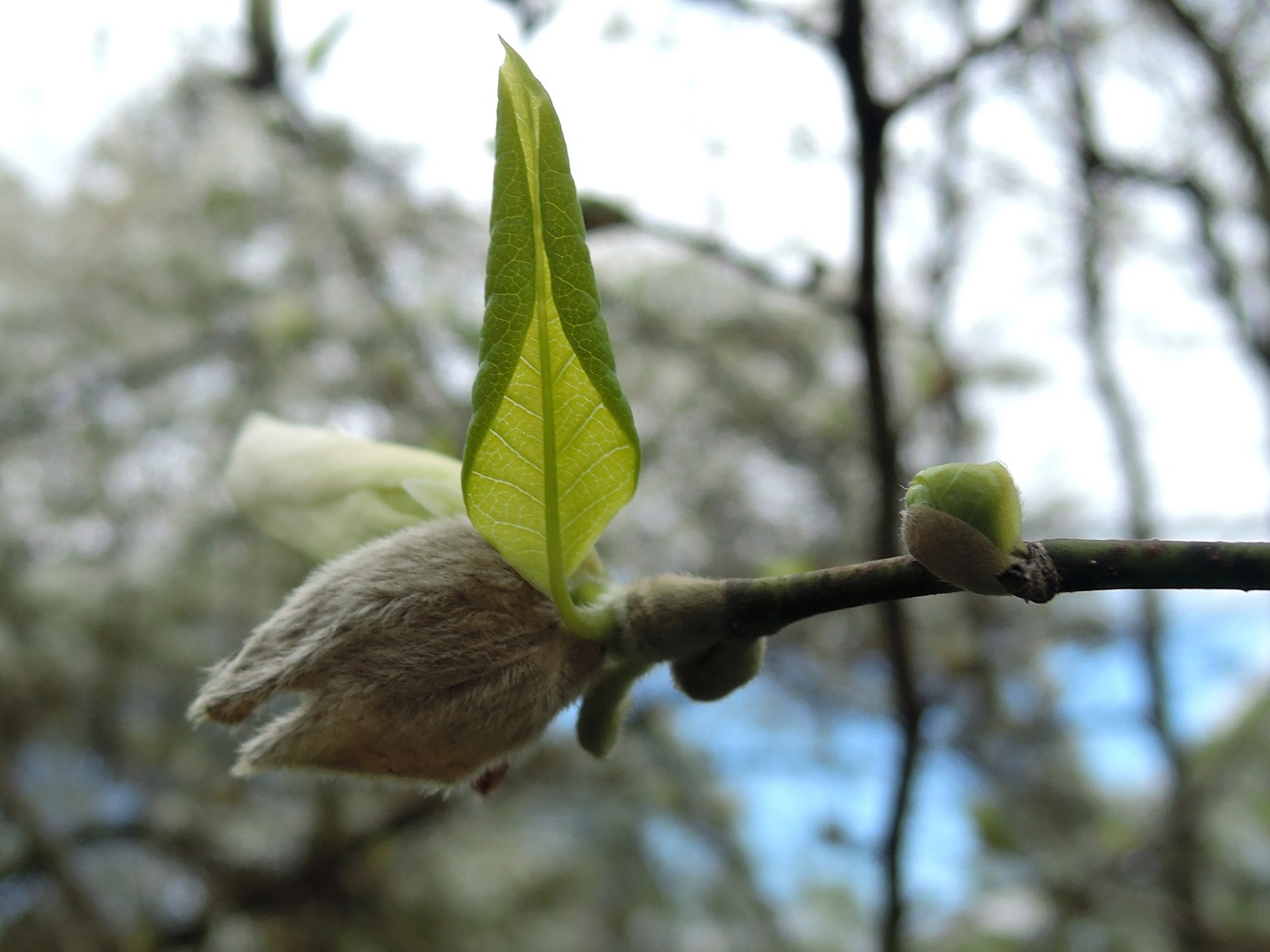 Image of Magnolia salicifolia specimen.