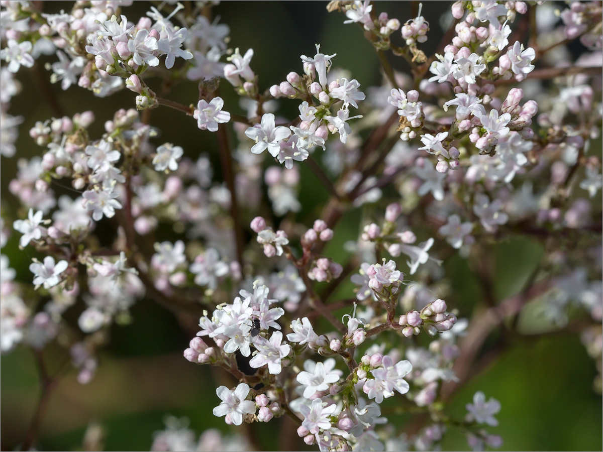 Image of Valeriana officinalis specimen.