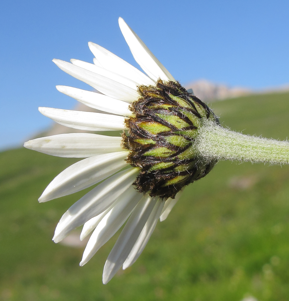 Image of Anthemis melanoloma specimen.