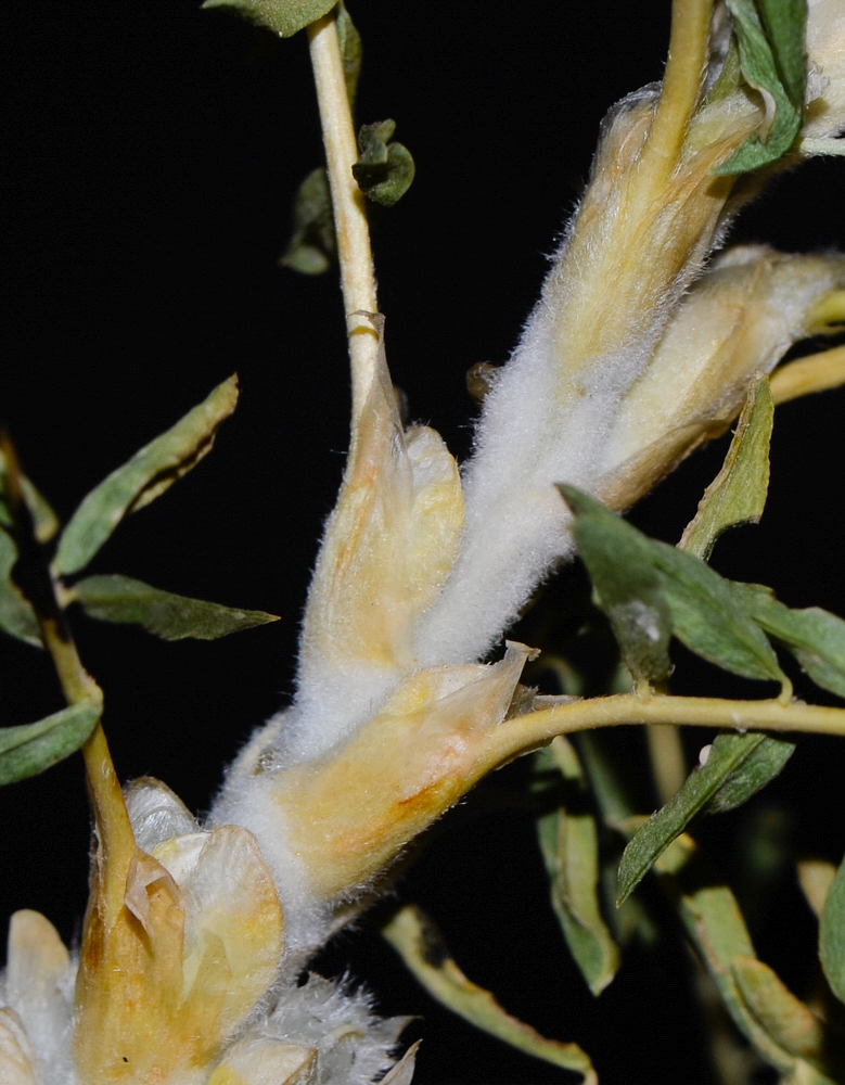 Image of Astragalus gummifer specimen.