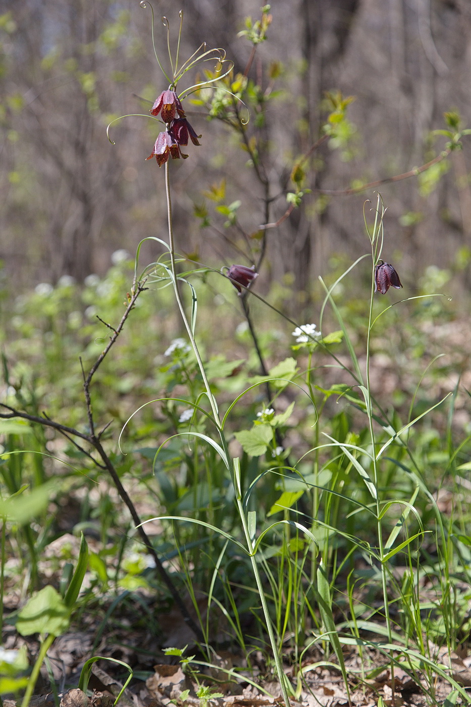 Image of Fritillaria ruthenica specimen.