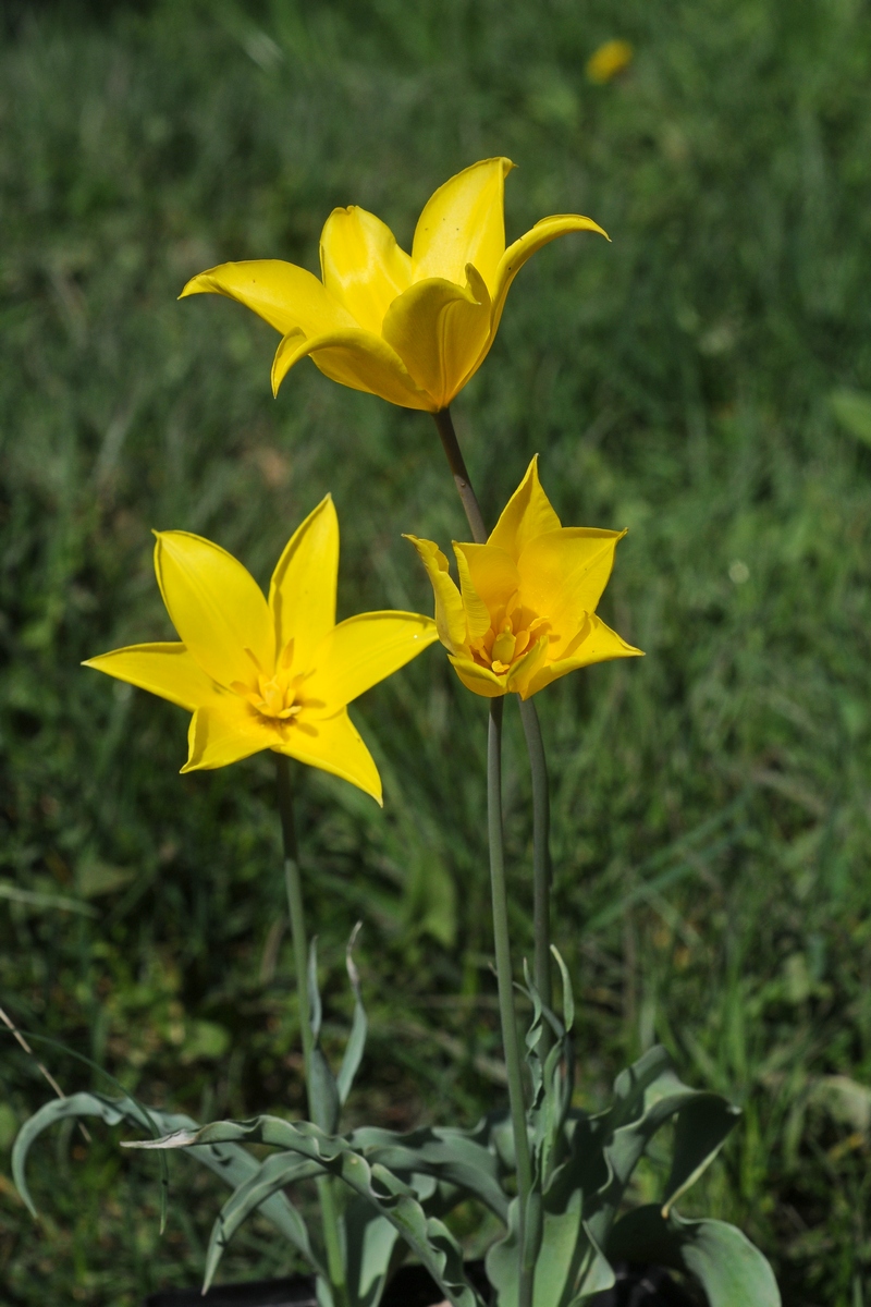 Image of Tulipa altaica specimen.