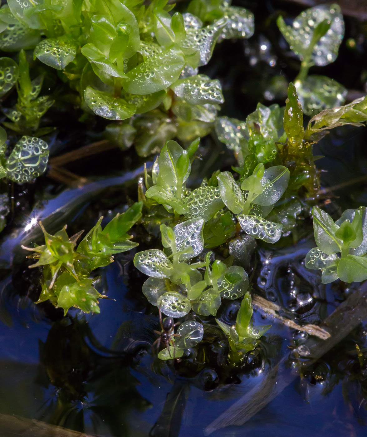 Image of genus Rhizomnium specimen.