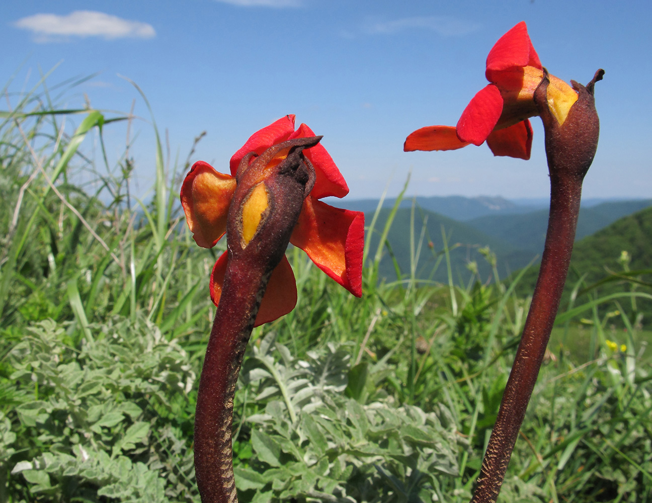 Изображение особи Phelypaea coccinea.