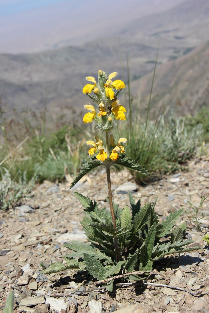 Image of Phlomoides ambigua specimen.