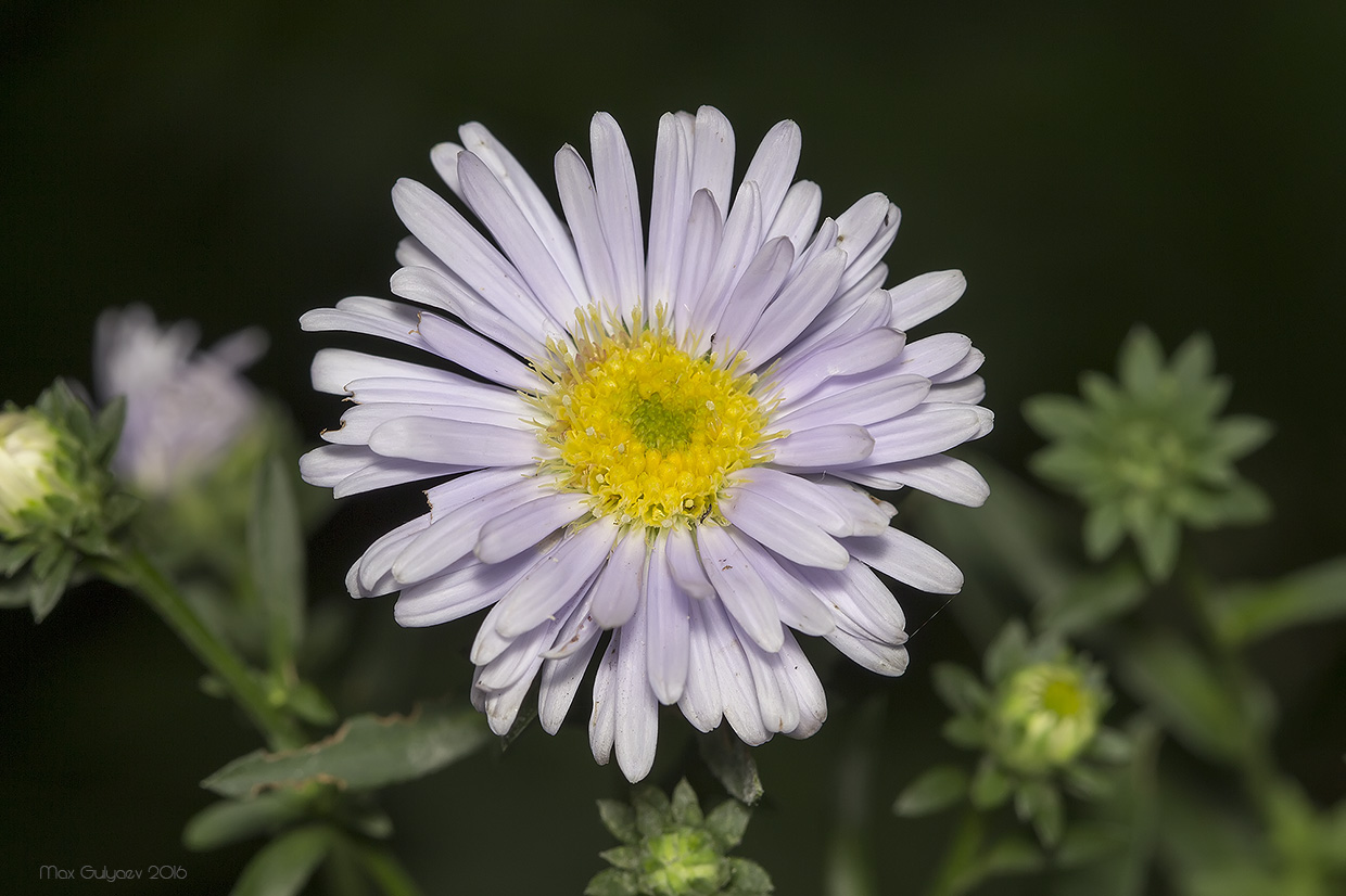 Image of genus Symphyotrichum specimen.