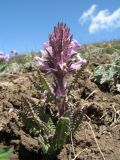 Pedicularis violascens. Цветущее растение. Кыргызстан, Чуйская обл., Панфиловский р-н, вост. часть Таласского Алатау, пер. Алабель, 3100 м н.у м. 2 июня 2016 г.