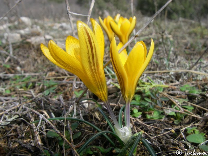 Image of Crocus angustifolius specimen.