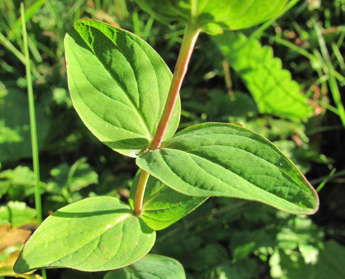 Image of Hypericum bithynicum specimen.