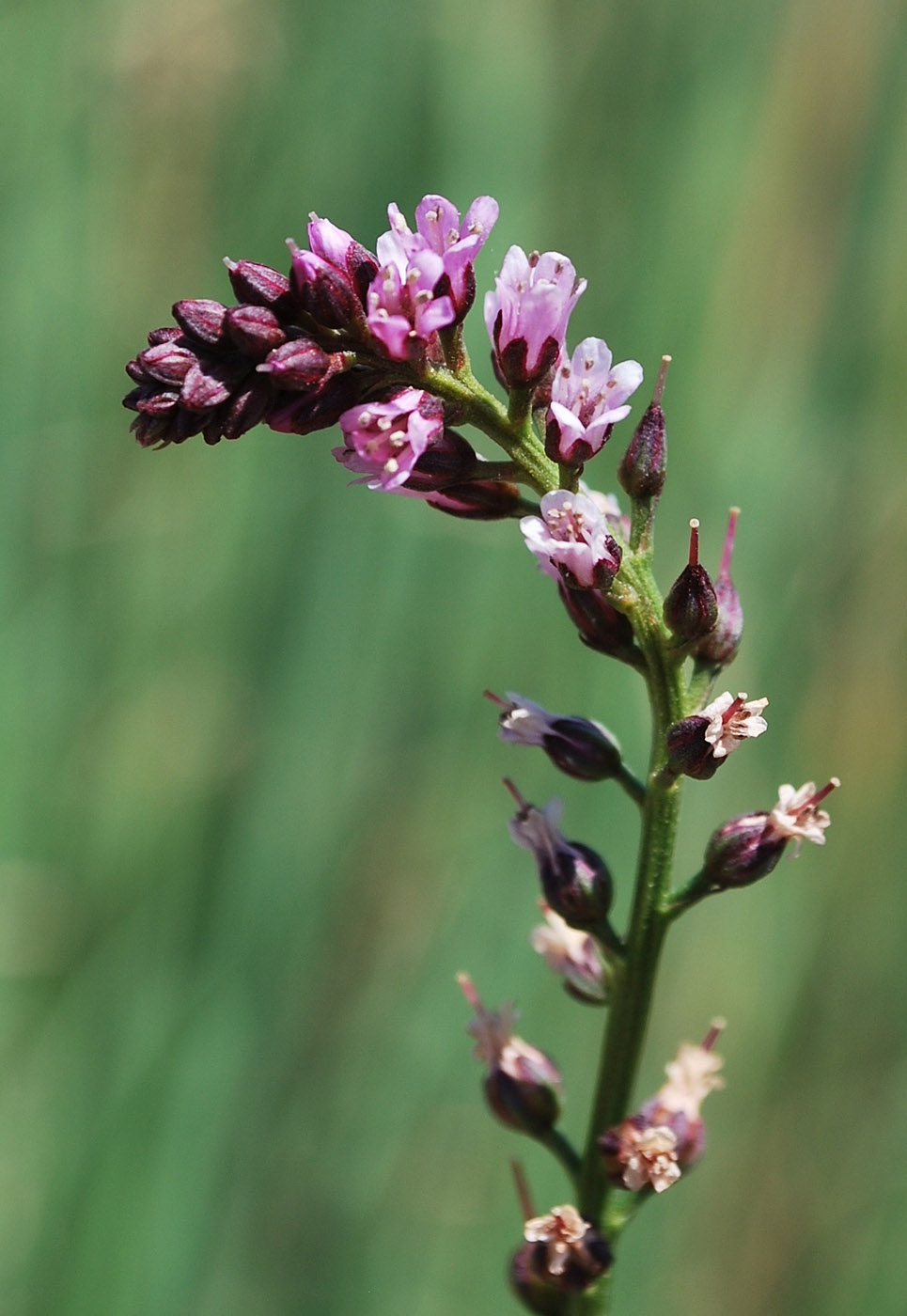 Image of Lysimachia dubia specimen.