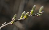 Salix cinerea