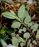 Helianthemum ovatum