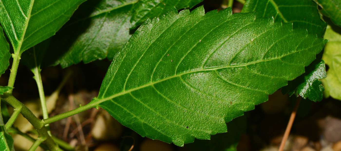 Image of Turnera ulmifolia specimen.