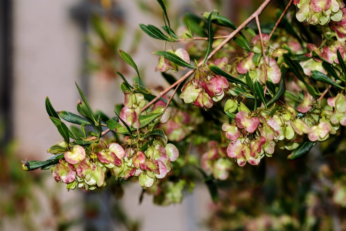 Image of Dodonaea viscosa specimen.