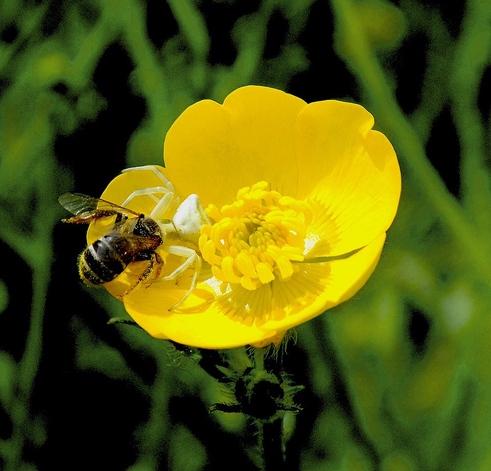 Изображение особи Ranunculus meyerianus.