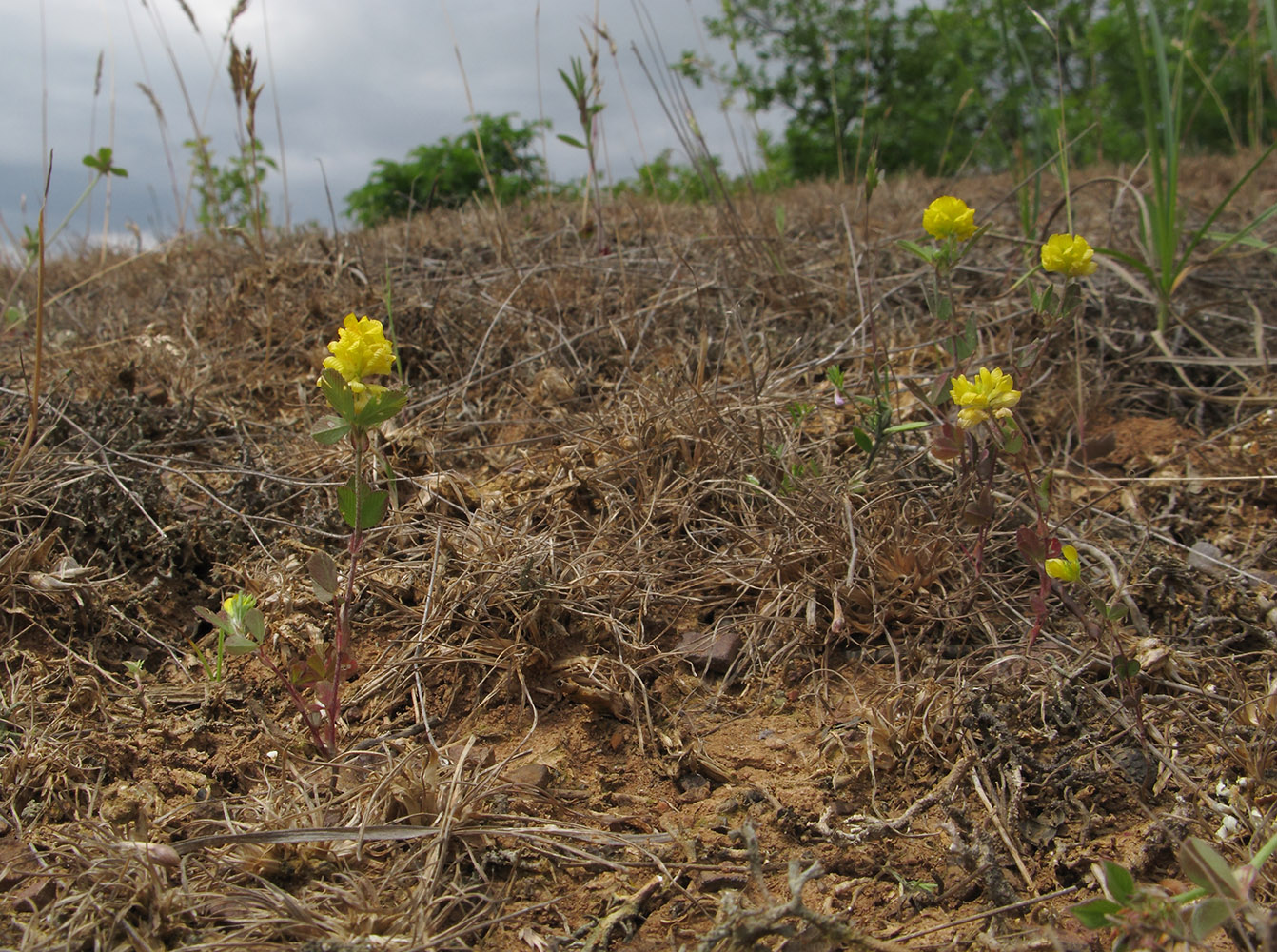 Image of Trifolium campestre specimen.