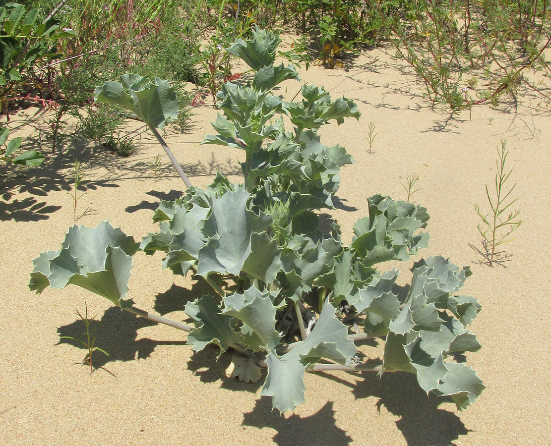 Image of Eryngium maritimum specimen.