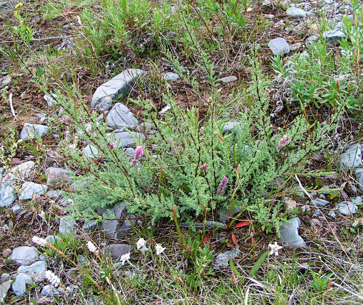 Изображение особи Myricaria bracteata.