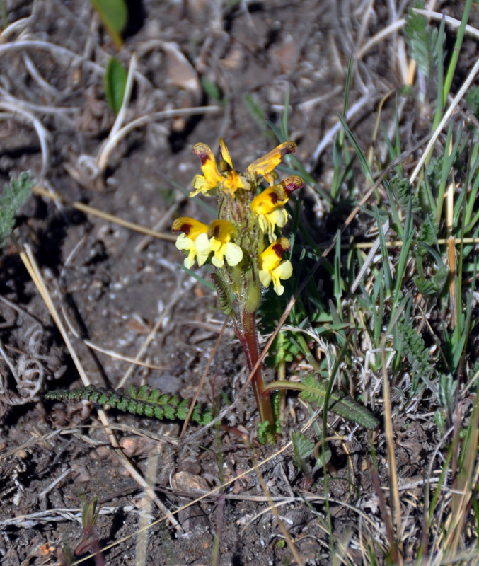 Image of Pedicularis oederi specimen.