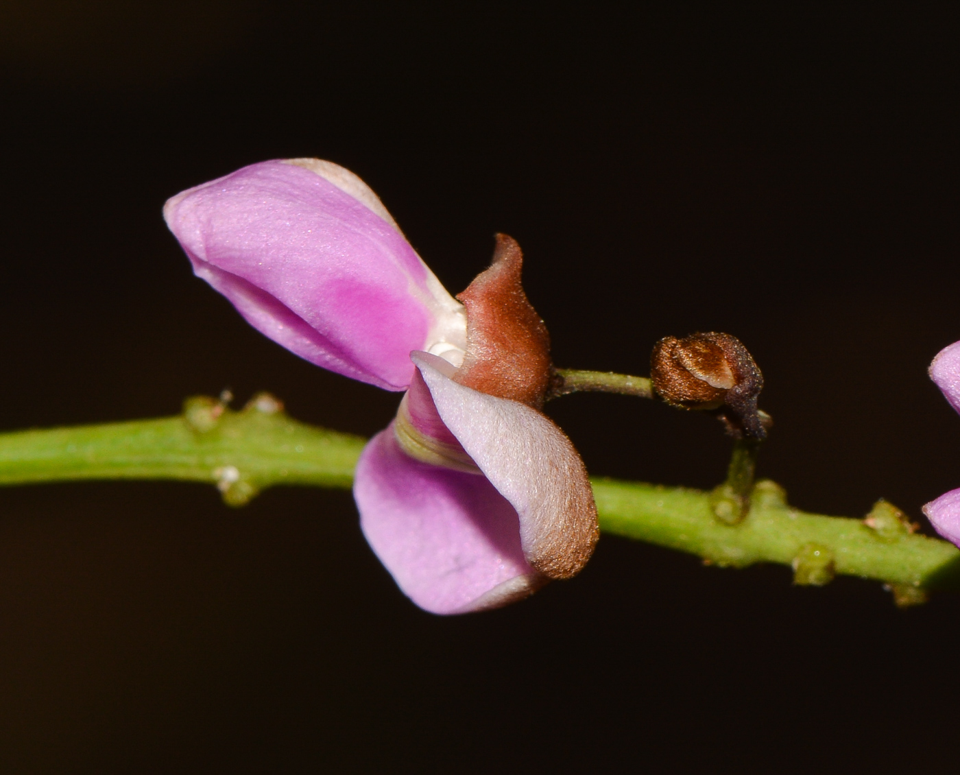 Image of Pongamia pinnata specimen.