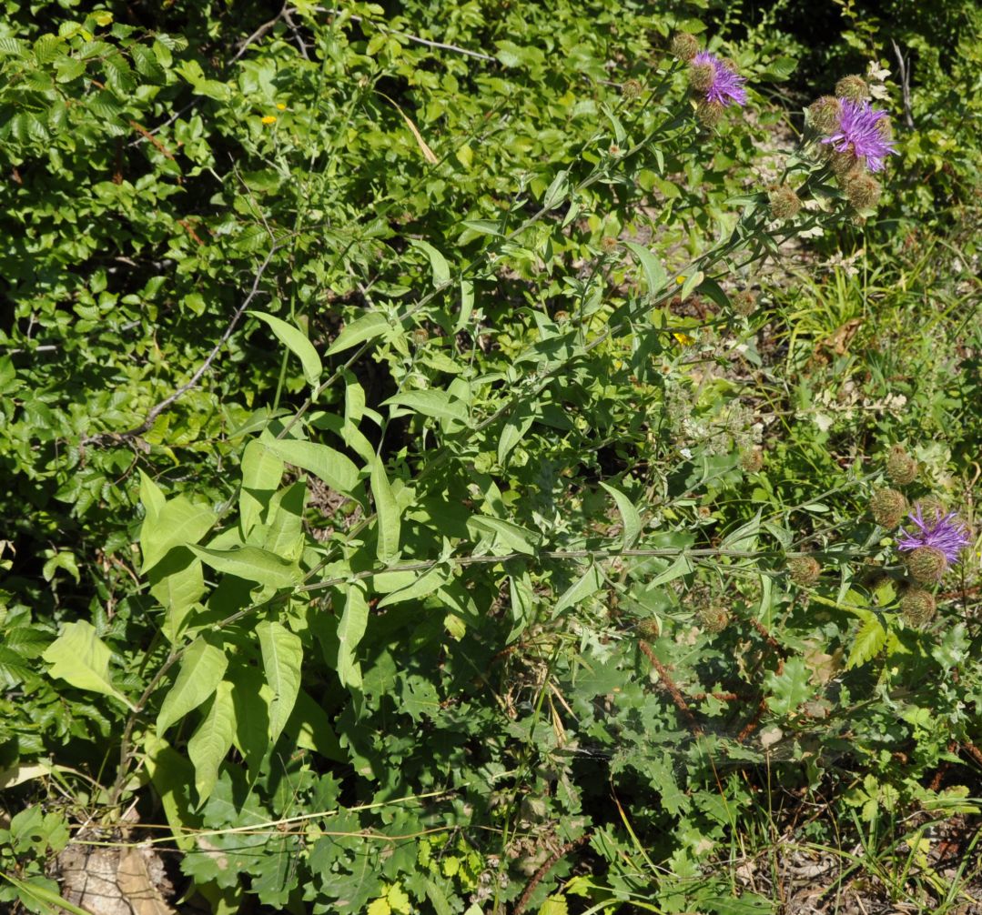 Image of Centaurea stenolepis specimen.