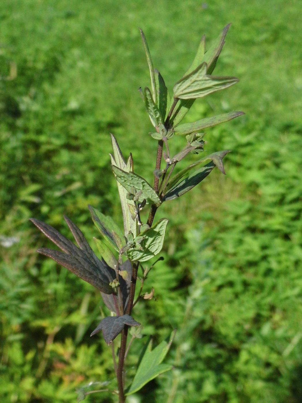 Image of genus Thalictrum specimen.