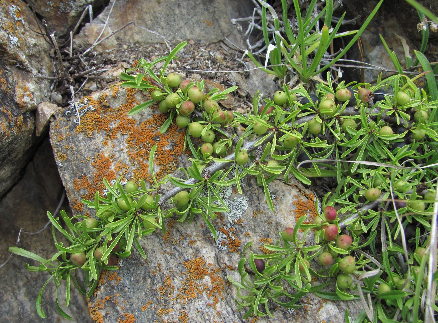 Image of Rhamnus tortuosa specimen.