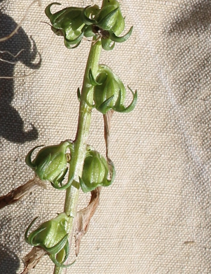 Изображение особи Campanula bononiensis.