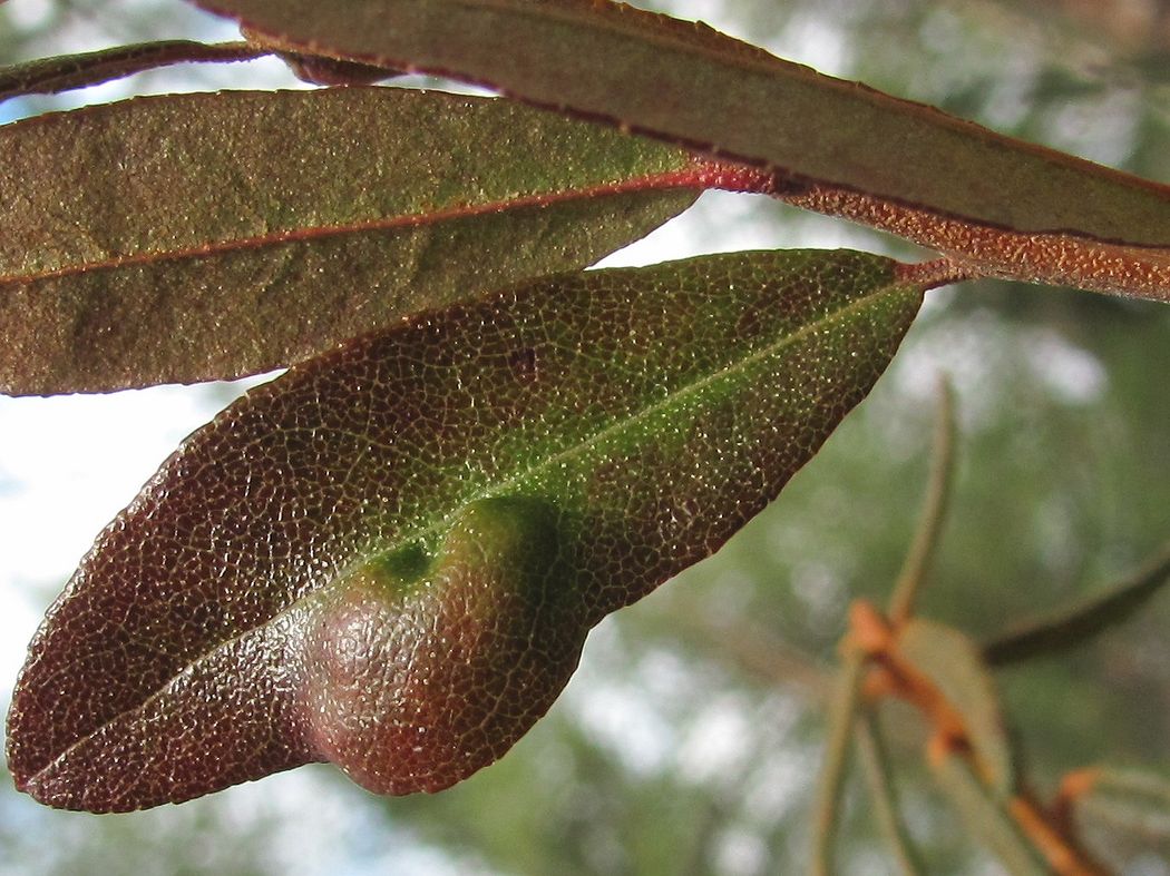 Изображение особи Chamaedaphne calyculata.