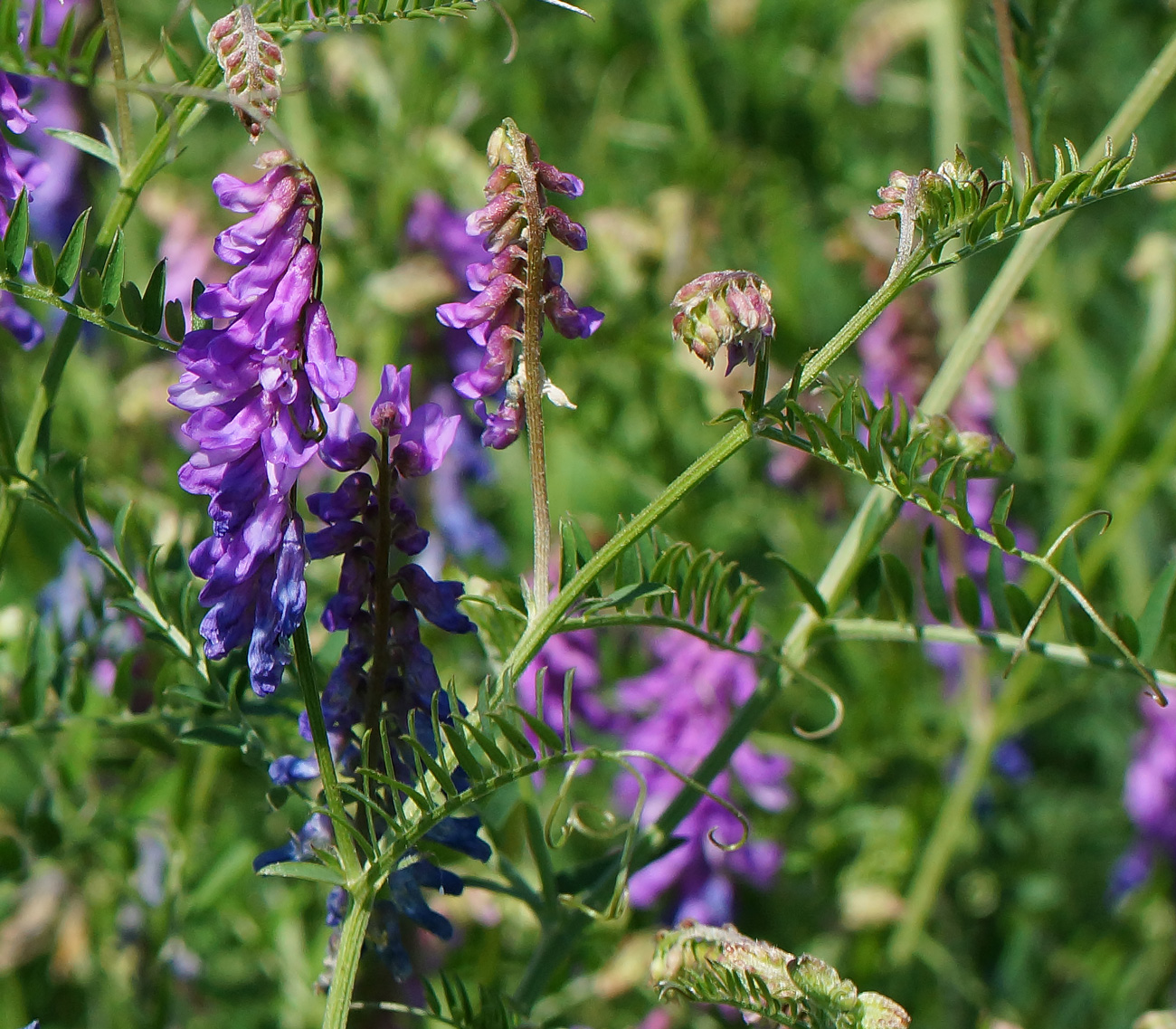 Image of Vicia cracca specimen.