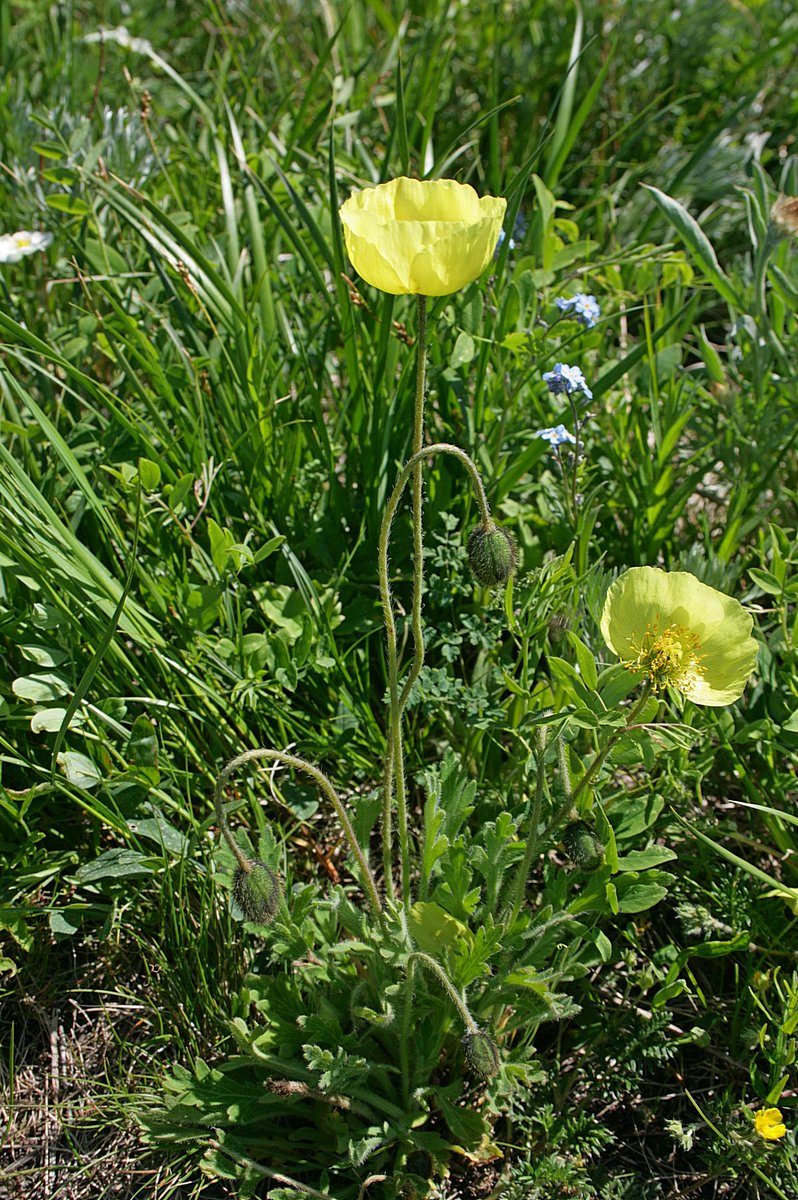 Изображение особи род Papaver.