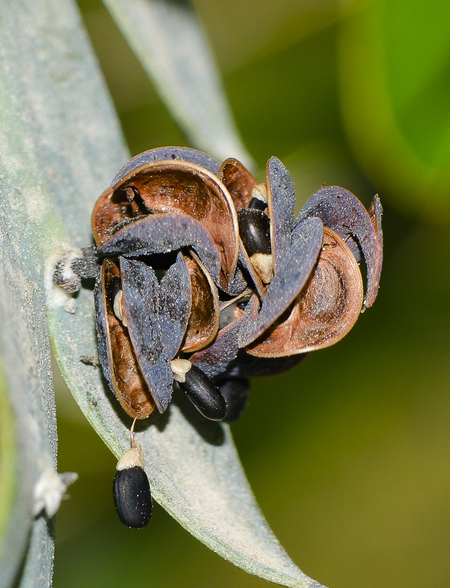 Image of Acacia glaucoptera specimen.