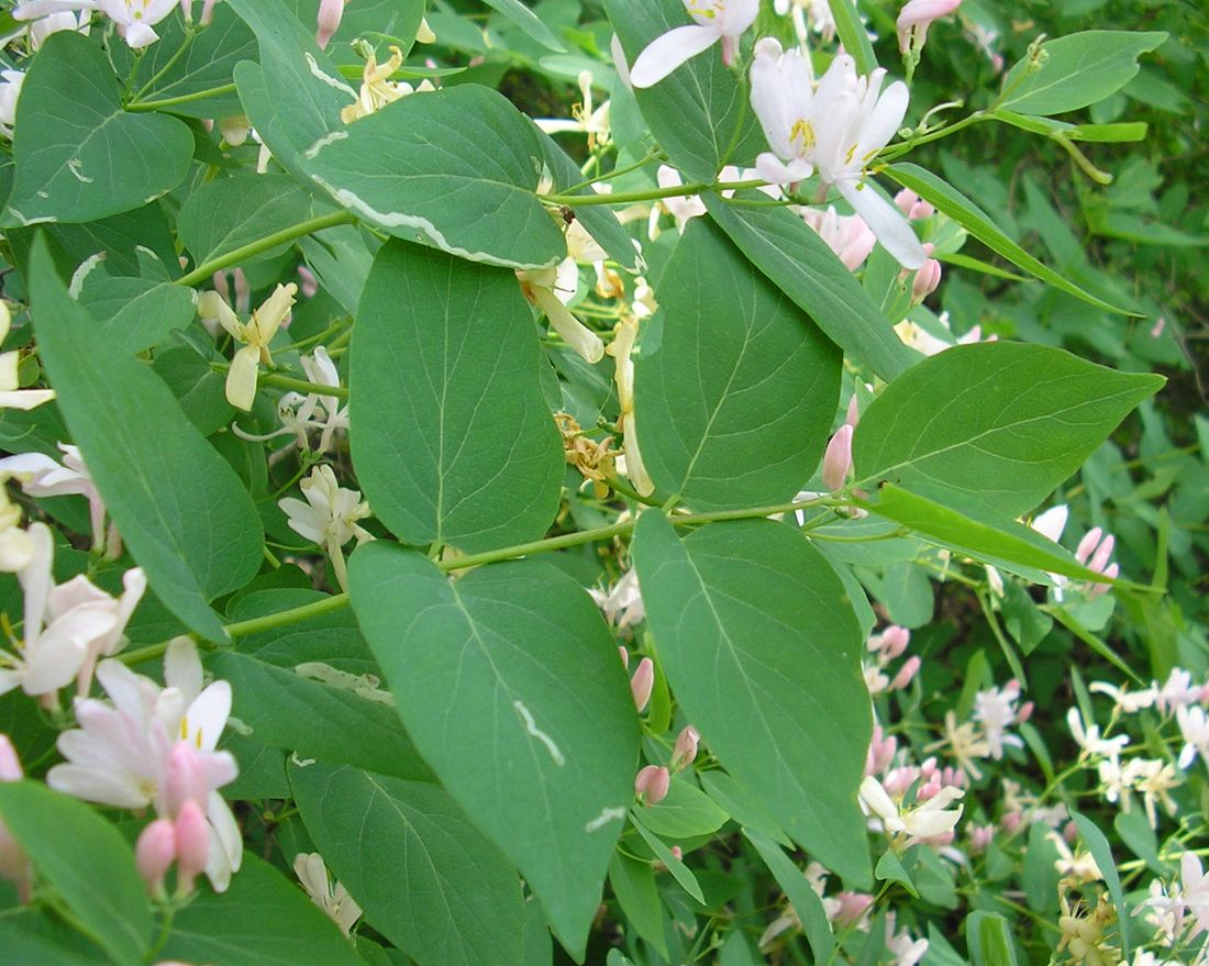 Image of Lonicera tatarica specimen.