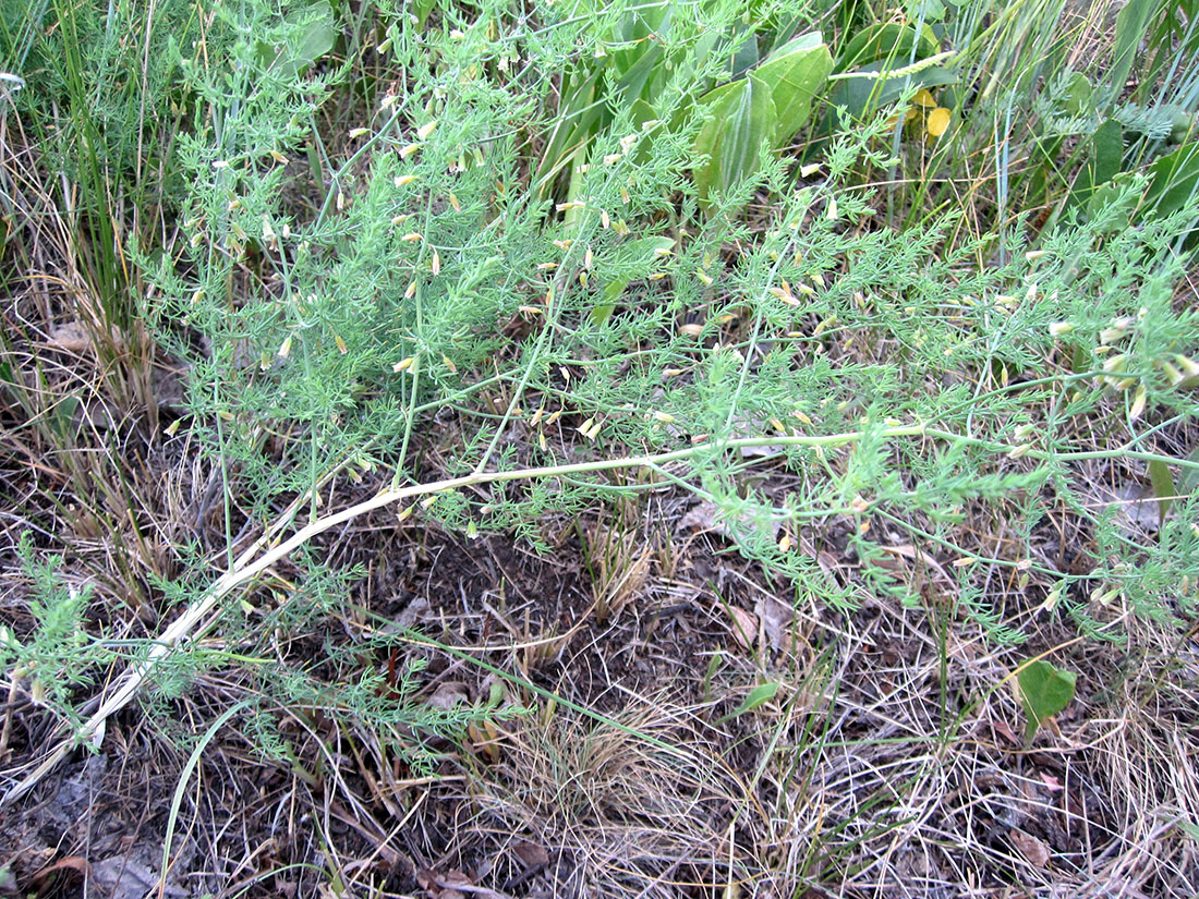 Image of Asparagus pallasii specimen.