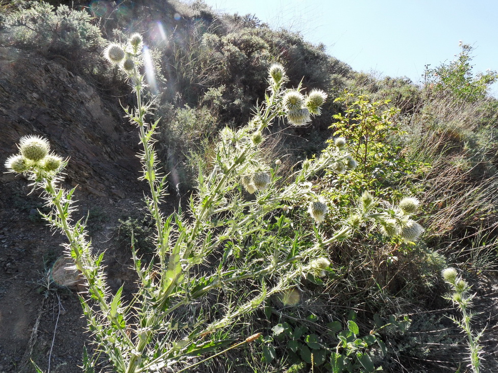 Image of Cirsium echinus specimen.