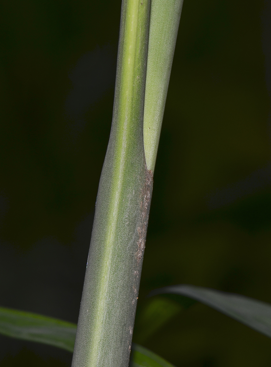 Image of genus Chamaedorea specimen.