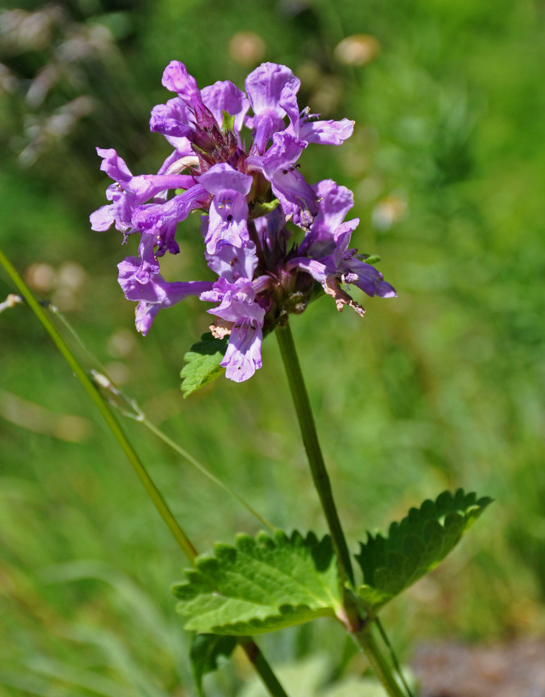 Image of Betonica macrantha specimen.