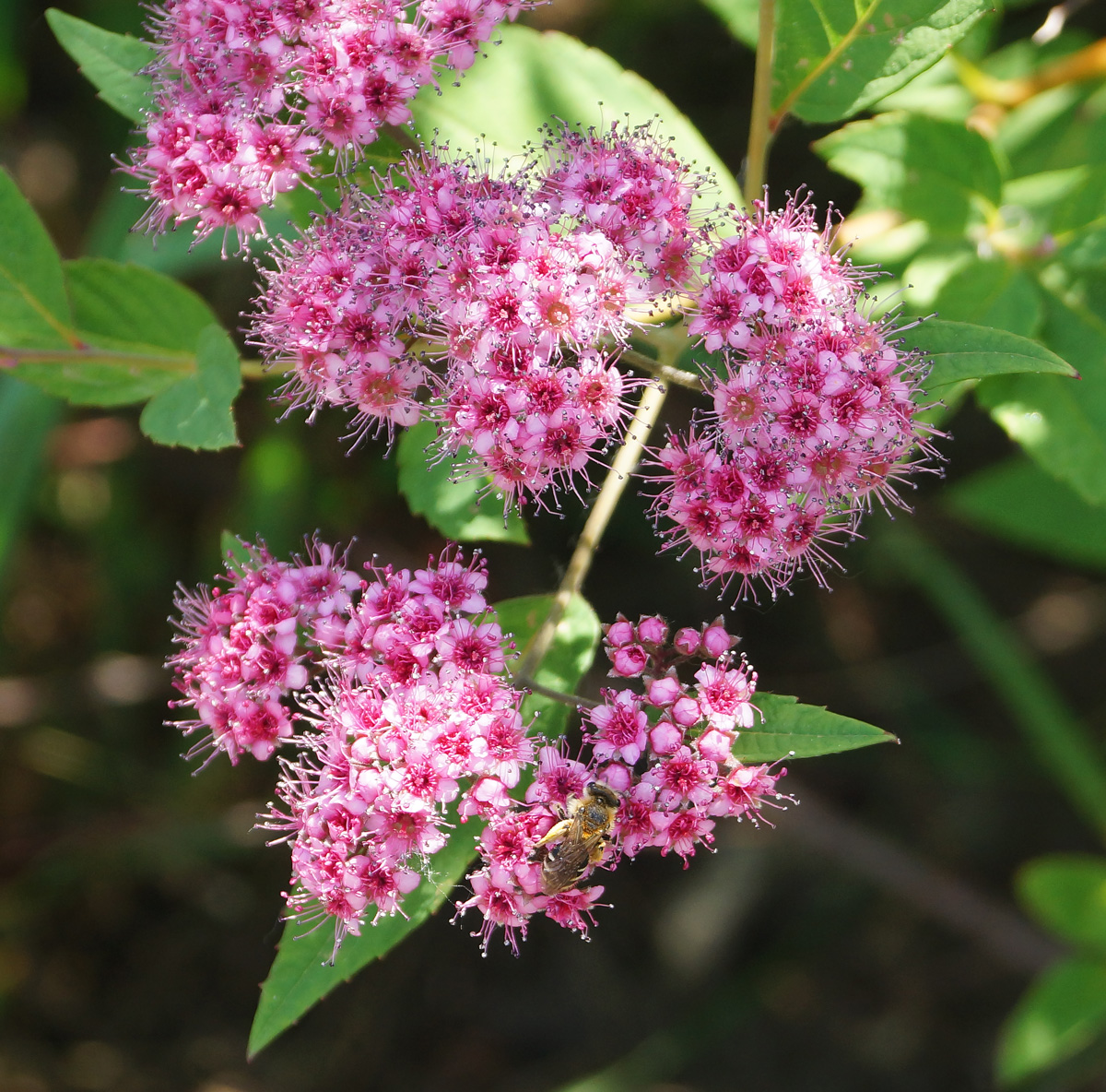 Image of Spiraea japonica specimen.