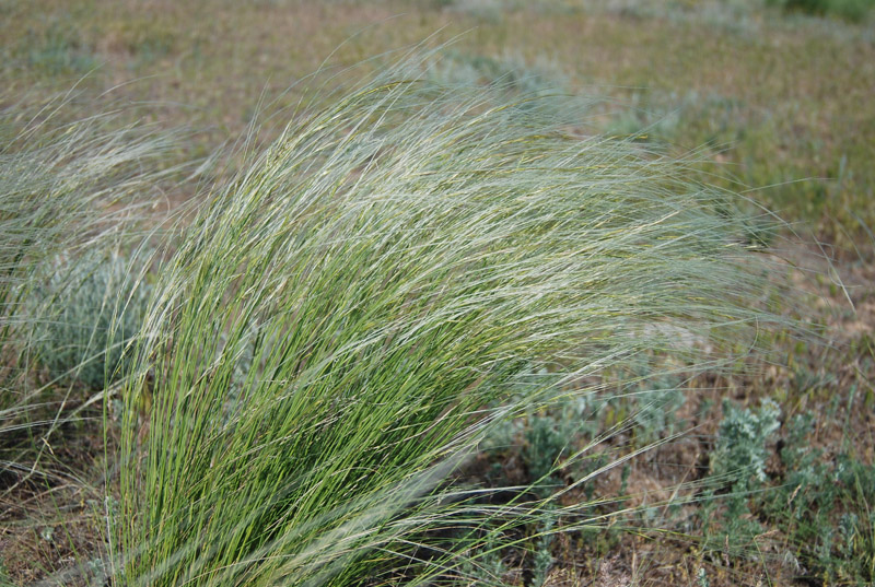 Image of genus Stipa specimen.