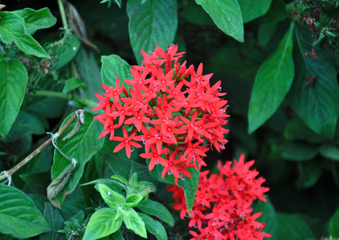 Image of Pentas lanceolata specimen.